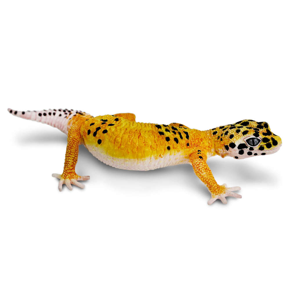 Safari S102504 - Leoparden Gecko Figur Neuheit 2024